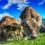 Sa sastanka u Bogatiću proizvođači mleka u Srbiji šalju predloge ministarki za spas farmi
